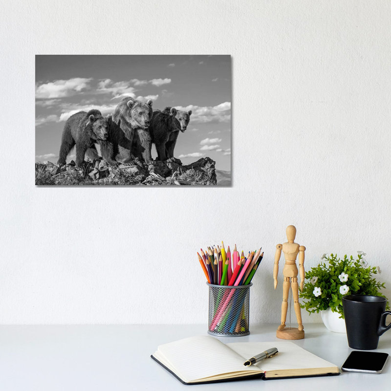 Grizzly Bear Mother With Two One Year Old Cubs, North America - Wrapped Canvas Print, 20.32 cm H x 30.48 cm W