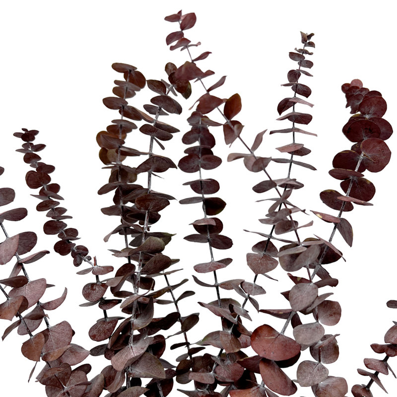 Ensemble de 4 bouquets d'eucalyptus séchés, Rouge