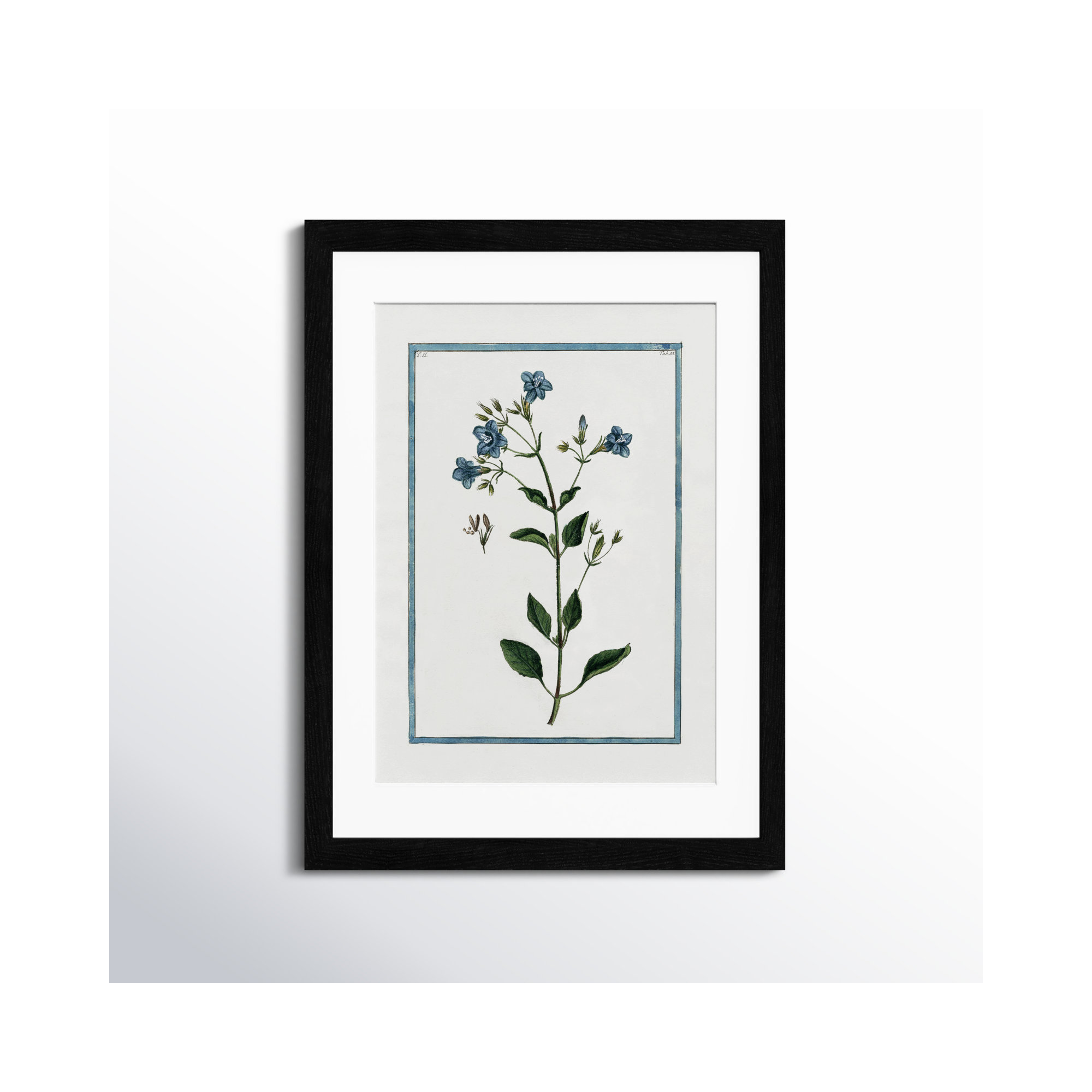 Shabby Elegance Botanical II - Framed Art, 17" W x 23" H, Black Framed