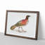 Pennant's Horned Pheasant by John Edward Gray - Picture Frame Painting Print-55739202-55739201