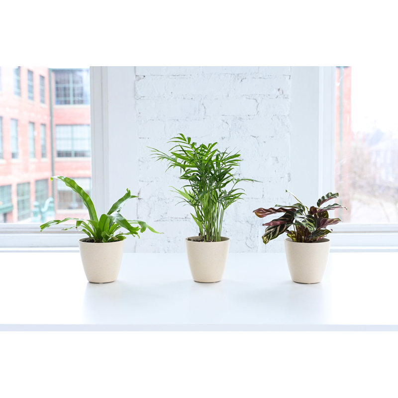 3 Piece Pet Safe Houseplant Set