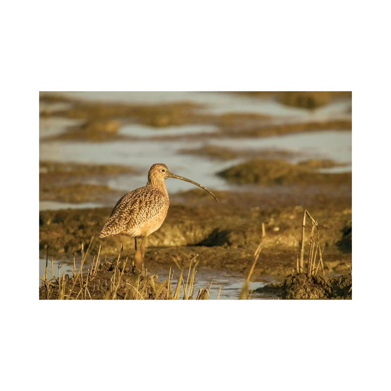 Long-Billed Curlew Walking In A Tidal Mudflat, Palo Alto Baylands Nature Preserve, California, USA by Janet Horton - Wrapped Canvas Print