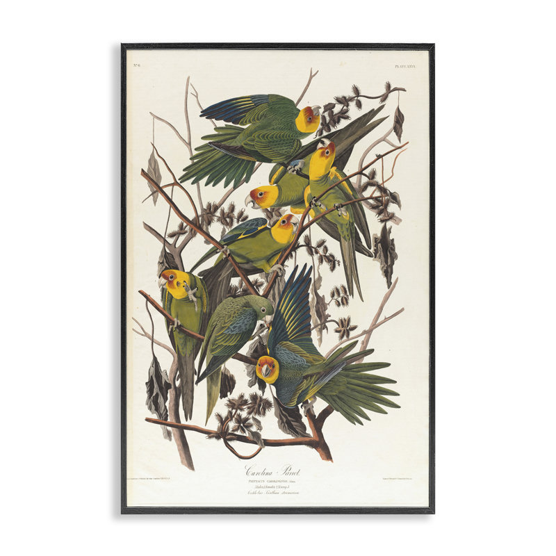 «Classic Carolina Parrot Study», art giclée par one1000paintings, H 18 po x l 12 po, Estampe numérique Farmhouse