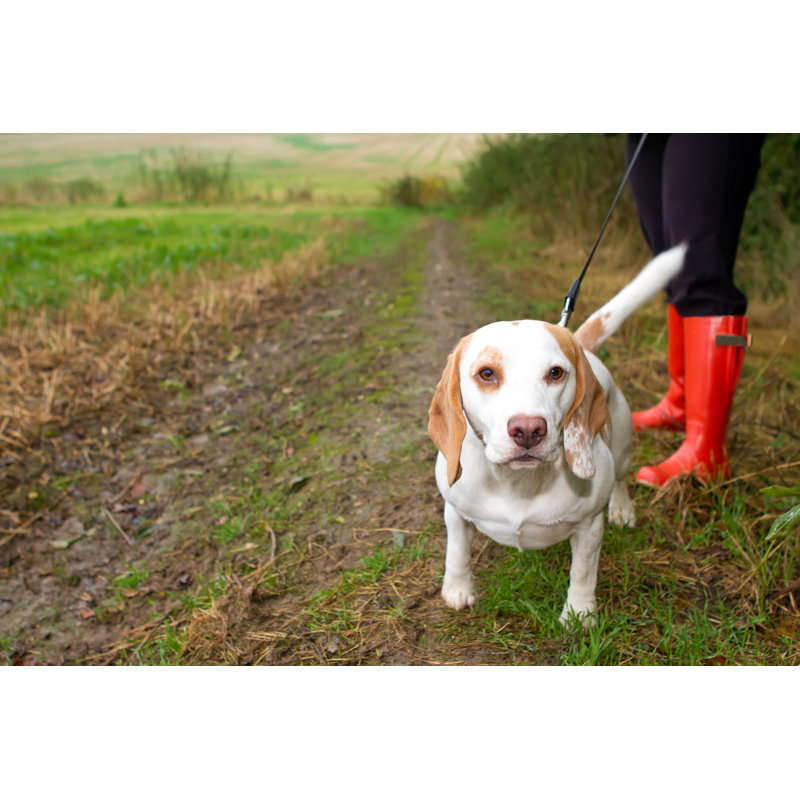 Beagle promené en laisse sur le terrain, H 24 po x l 36 po