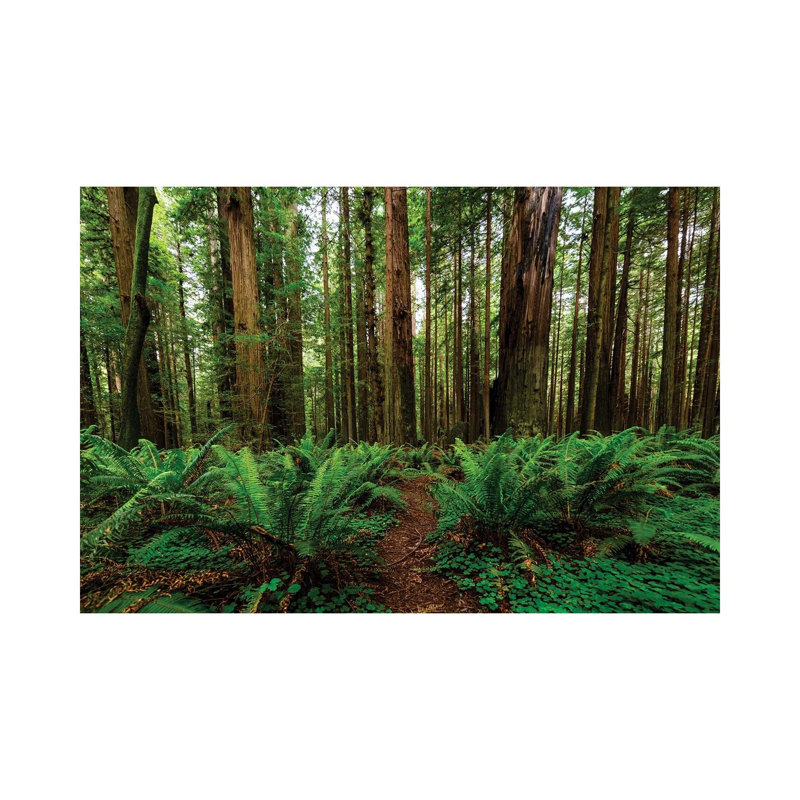 Avenue Of Giants And Giant Redwood Forest Along Route 101, California, USA - Wrapped Canvas Print, 20.32 cm H x 30.48 cm W