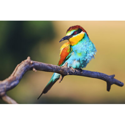 Oiseau exotique - photographie sur toile tendue