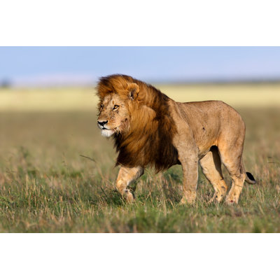 " Walking Lion " by Maggymeyer