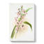 Magnolia Flowers Illustration Tab. 80 by Frederick Sander - Wrapped Canvas-55309115