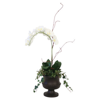 Orchidées Phalaenopsis crème dans l'urne
