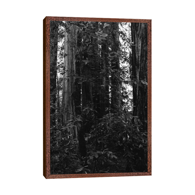 Redwood Forest VII by Bethany Young - Print on Canvas, 152.4cm H x 101.6cm W x 3.81cm D, Classic Brown Wood Framed