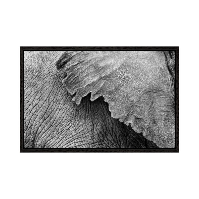 Elephant Ear And Texture - Black And White 1 Piece Wall Art on Canvas, 66.04 cm H x 45.72 cm W, Black Framed