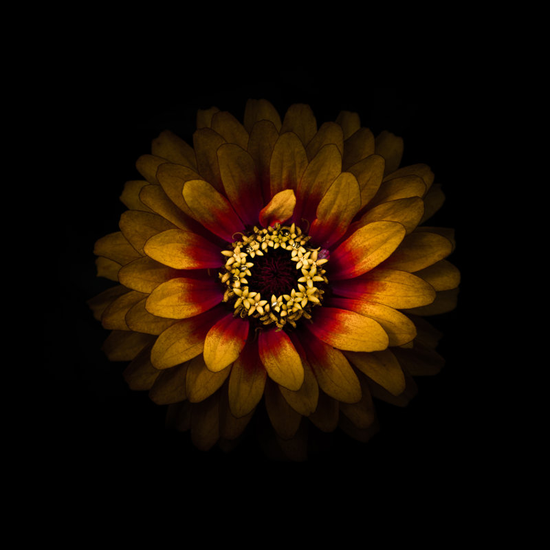 Yellow And Red Zinnia by Brian Carson - Wrapped Canvas Print, 30cm H x 30cm W