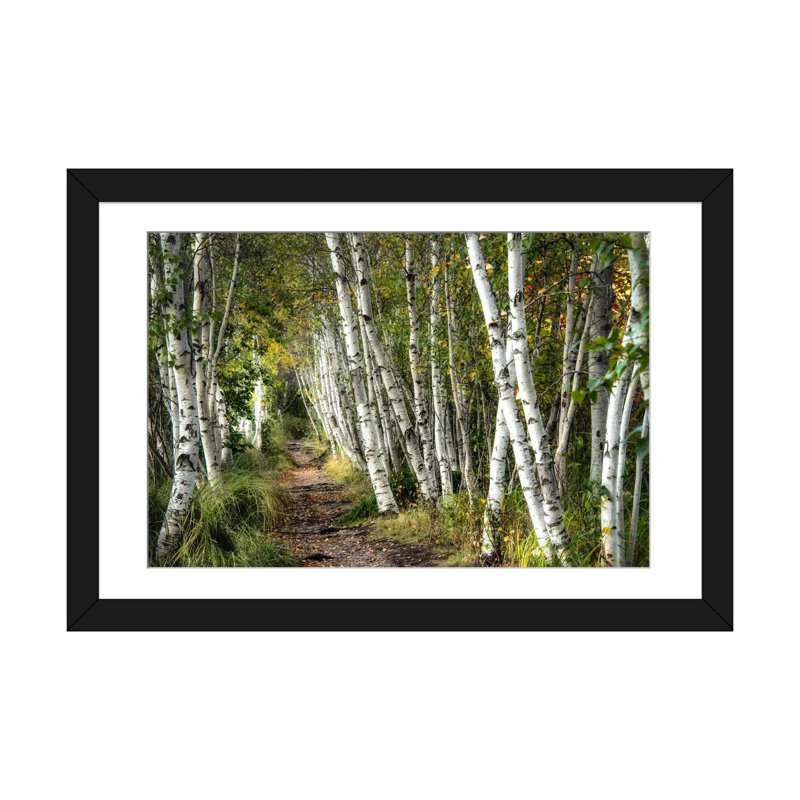 «A Walk Through the Birch Trees» par Danny Head - impression d'art graphique, H 24 po x l 32 po x P 1 po, Blanc
