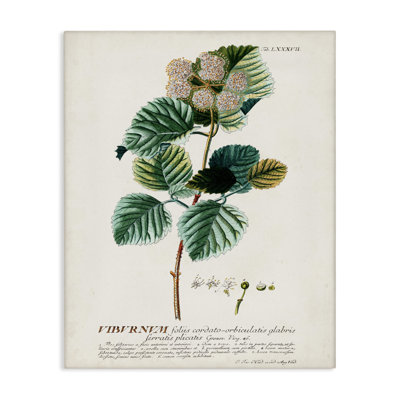 Scientific Botanical Plant Seeds Canvas Wall Art by Unknown