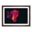 Rose in Pink & Purple in Abstract - Picture Frame Graphic Art Print-55762784-55762783