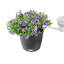 Hanging Planter-16493105-66329965