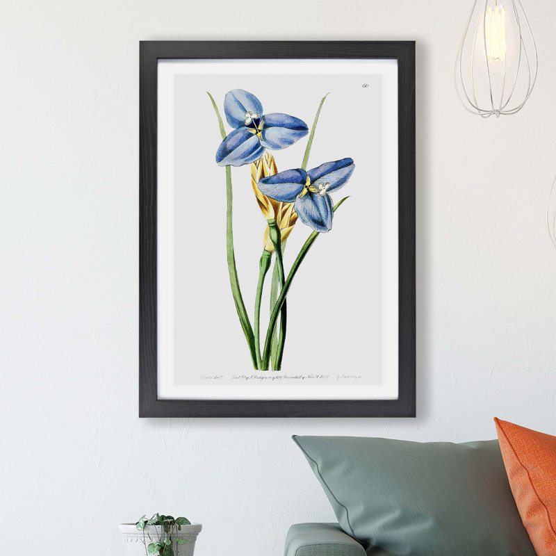 Iris Flowers - Framed Print, 24cm H x 33cm W x 2cm D, Black