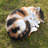 Sleeping Calico Cat Garden Statue