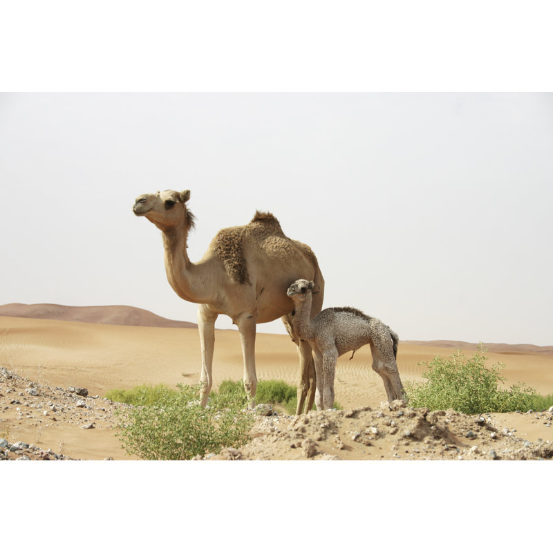 Williams Camel Stands In Desert - Wrapped Canvas Print, 30cm H x 46cm W x 3.8cm D