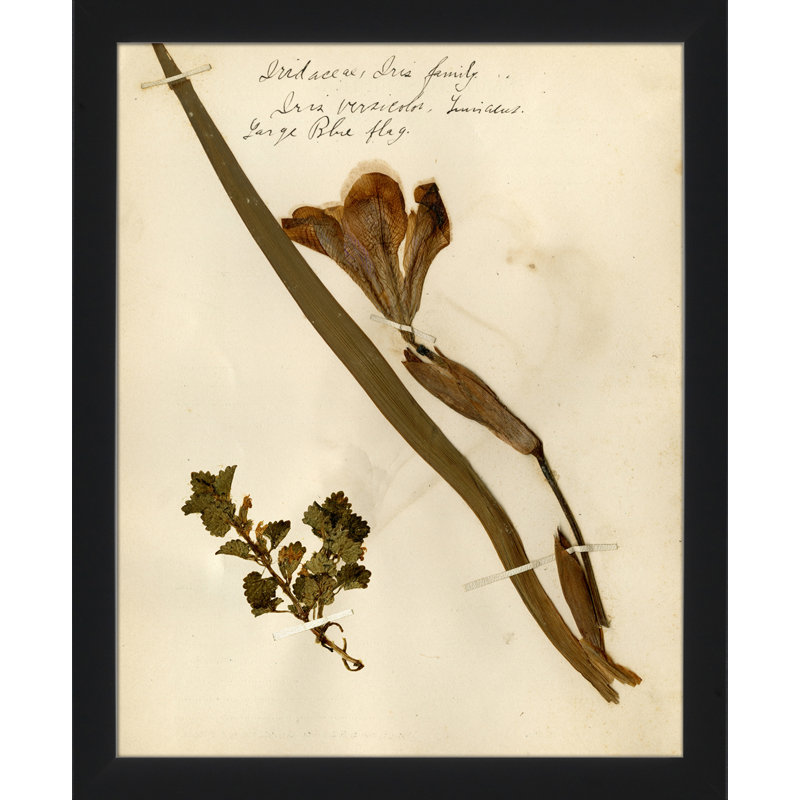 Pressed Botanical 21 - Reproduction d'art sur papier encadrée