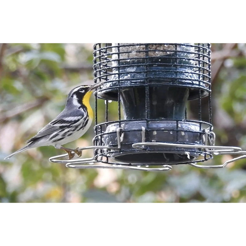 Brome Squirrel Solution Squirrel-Proof Bird Feeder, 2.6lbs Seed Capacity, Green