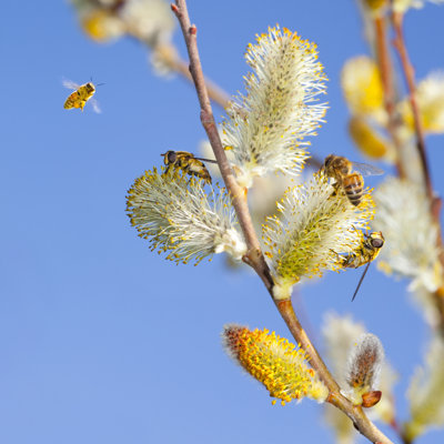 Honey Bees by Jamesbrey
