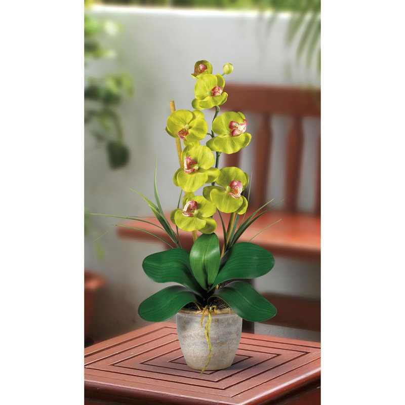 Orchids Arrangement in Pot