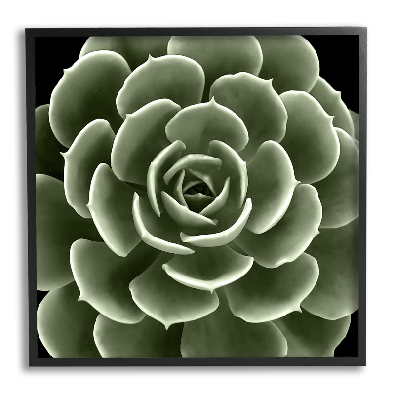 «Rounded Succulent Leaves Botanical» encadré sur bois par Lindsay Benson, peinture, Giclée encadrée noir minuit