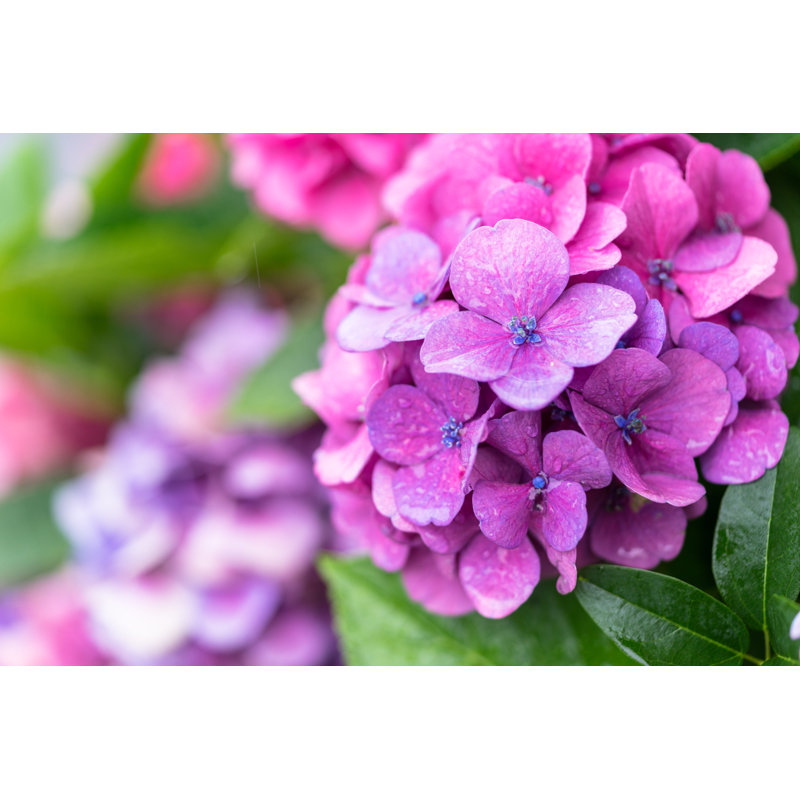 Fleur d'hortensia mauve - photographie sur toile tendue, H 20 po x l 30 po