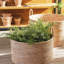 Queensland 18" Artificial Fern Tree