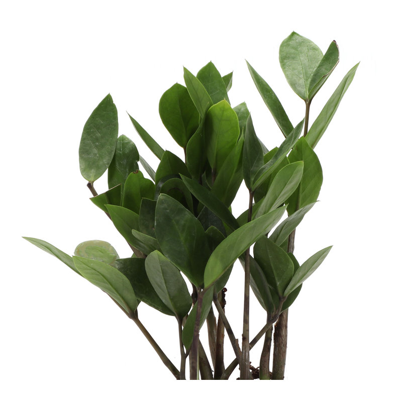 Live ZZ Houseplant in Classic Pot