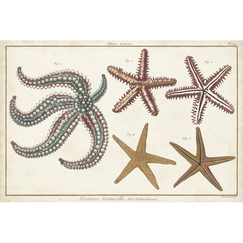 Starfish Naturelle II - Wrapped Canvas Print, 30cm H x 46cm W x 3.8cm D