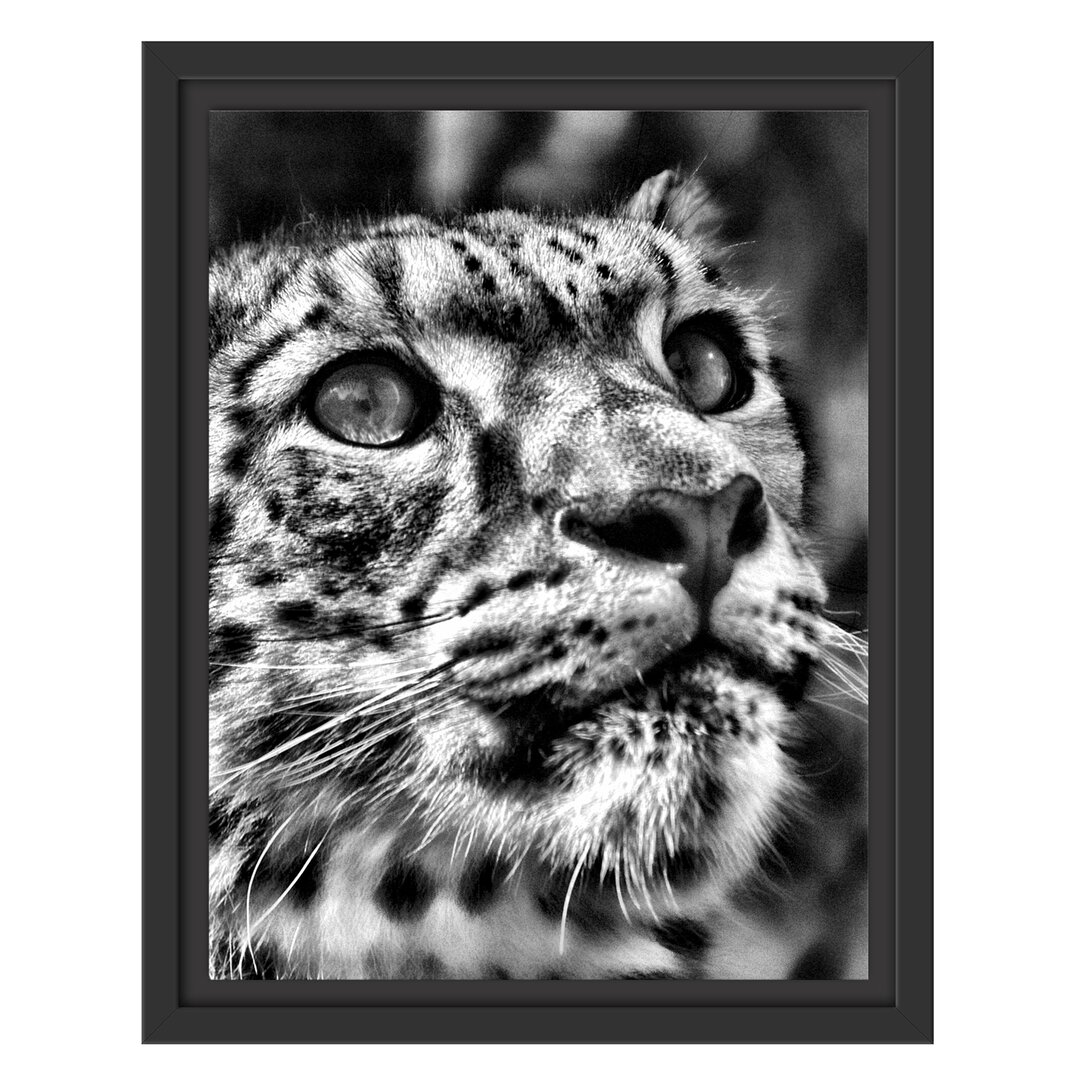 Gerahmtes Wandbild Leopard