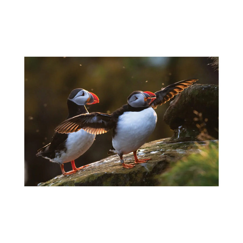 Puffins by Mateusz Piesiak - Wrapped Canvas Gallery-Wrapped Canvas Giclée, 66.04 cm H x 45.72 cm W x 1.91 cm D