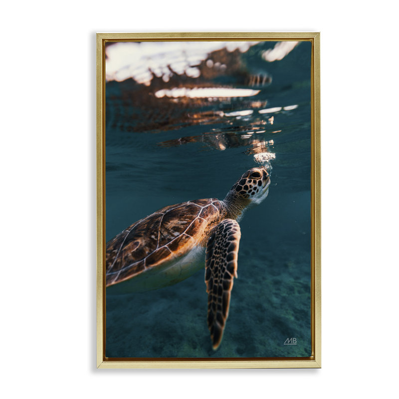 Toile flottante «Blowing Bubbles Turtle» par Max Blakesberg Studios, H 25 po x l 17 po, Cadre flottant métallique doré
