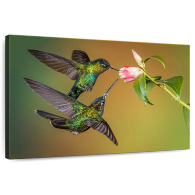 Brampt Fiery Throated Hummingbirds