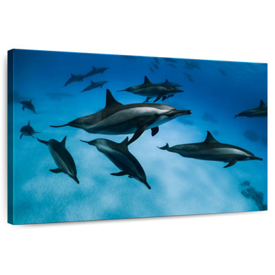 Crowle Striped Dolphins