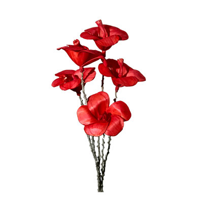 Tige d'hibiscus Esquina