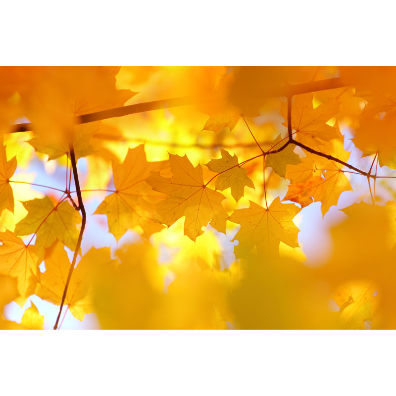 Autumn Leaves by Konradlew - Wrapped Canvas Print, 20cm H x 30cm W