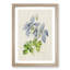 Illustration of Columbine Flowers - Picture Frame Painting Print-55579602-55579603