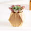 Ensemble de 3 succulent plante en pot