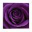 Rose I by Tom Quartermaine - Wrapped Canvas Print-2002681490