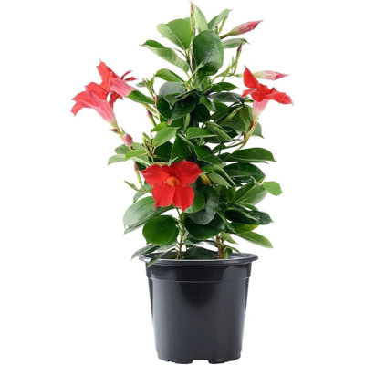 American Plant Exchange Dipladenia Bush, 6-Inch Pot, Continuous Flowering Live Plant, Red Trumpet Blooms