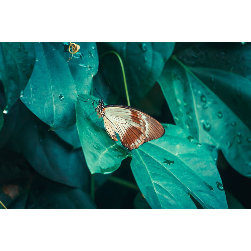 Beautiful Butterfly - Wrapped Canvas Print, 30cm H x 46cm W x 3.8cm D