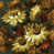 Olive/Russet selected