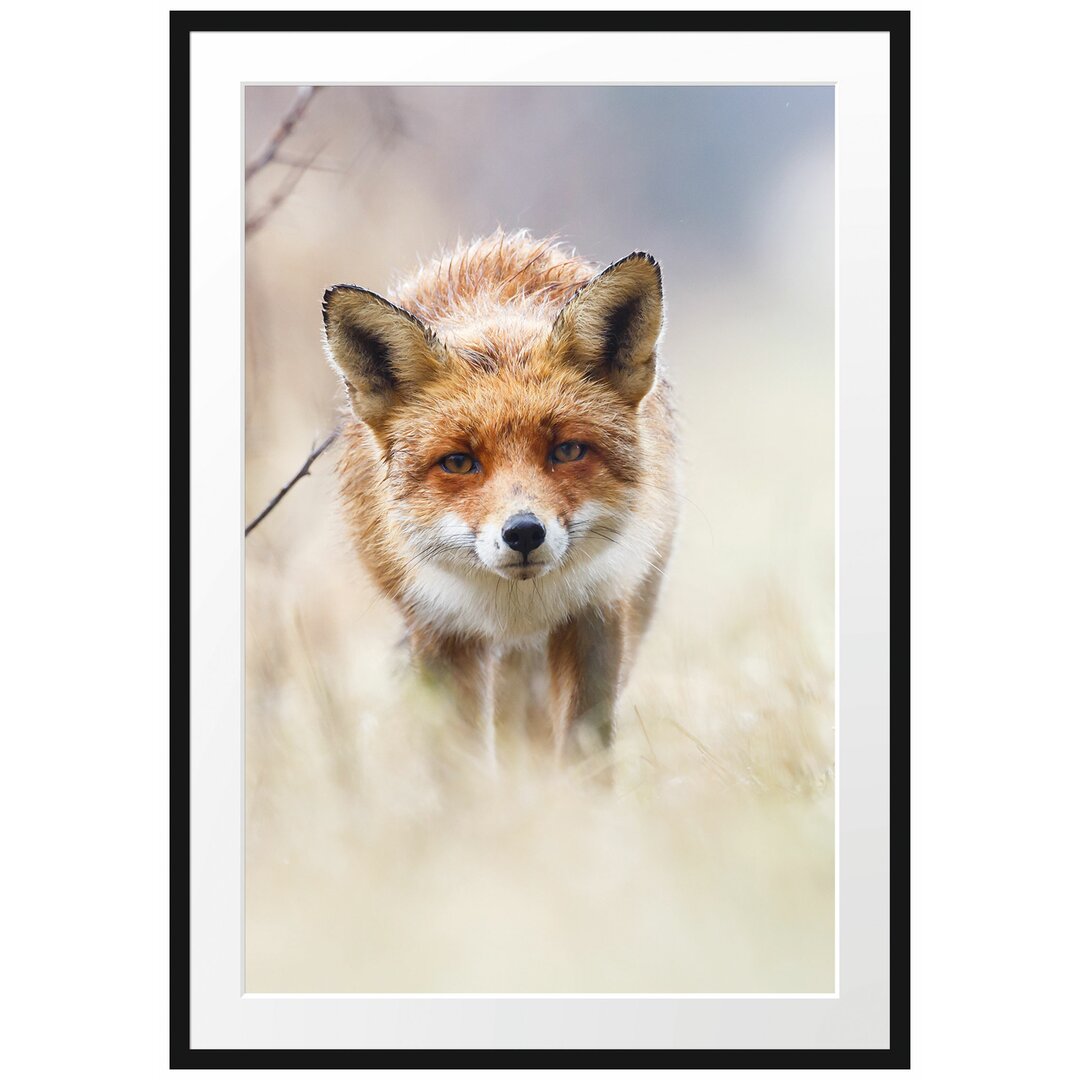 Gerahmtes Poster Schleichender fuchs