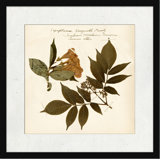 Pressed Botanical 6 Print