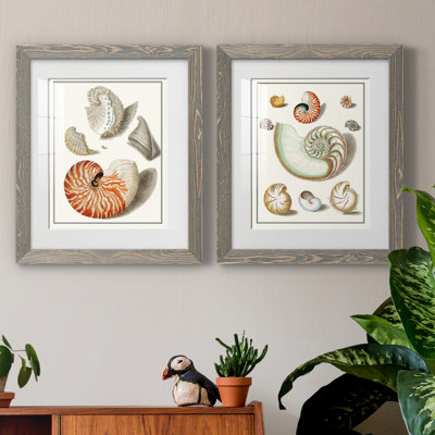 " Collected Shells I " 2 - Pieces