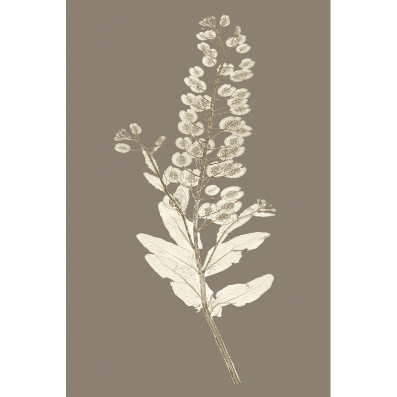 Taupe Nature Study III, H 30 po x l 20 po