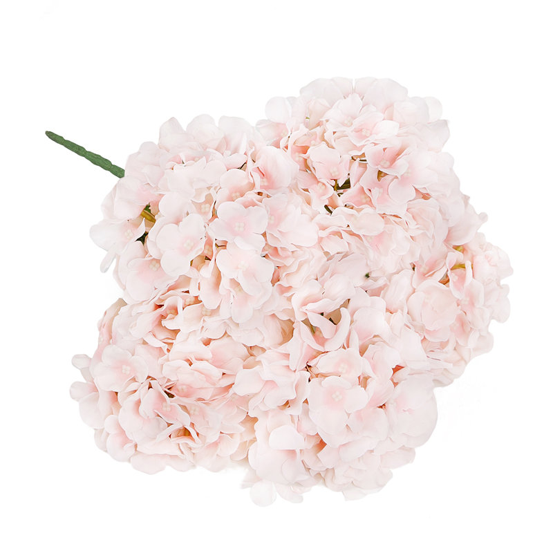 Hortensia de luxe, Rosé